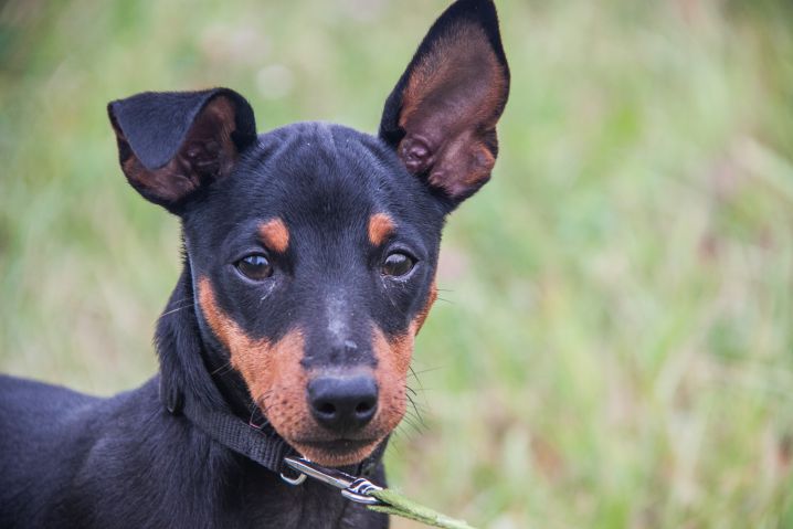 Wie erkennt man, dass ein Hund krank ist: Ein Hundespezialist nennt versteckte Schmerzzeichen Hund