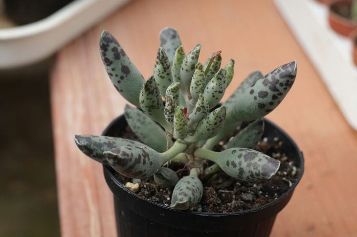 5 Plants That Will Turn Your Apartment Into An Exotic Garden: You've Probably Never Heard Of Them Before Adromischus