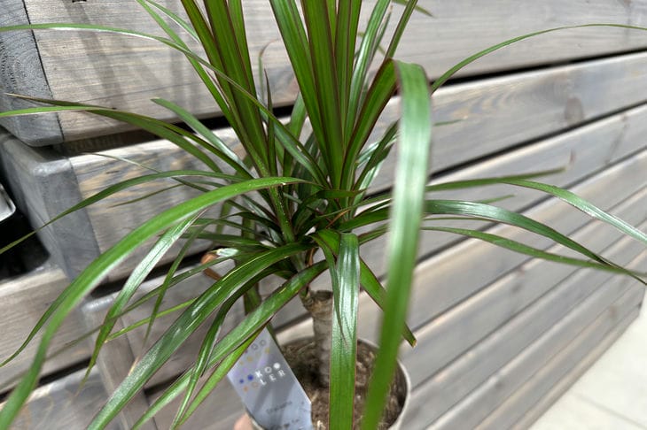 4 plantes à conserver dans la maison, même si elles ne fleurissent pas : un effet bluffant Usine