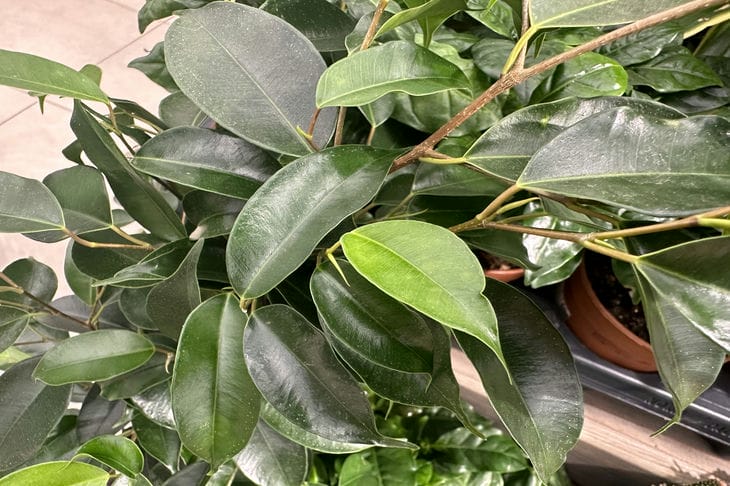 Pourquoi les feuilles de ficus sont-elles frottées avec du lait : conseils intéressants Ficus