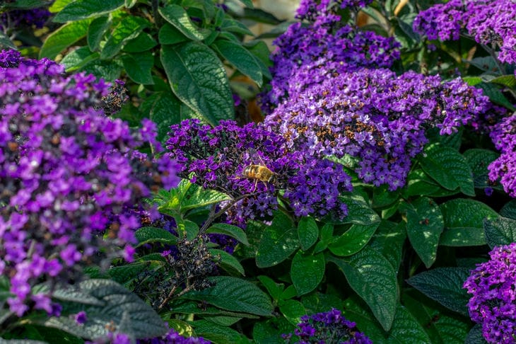 Heliotrope