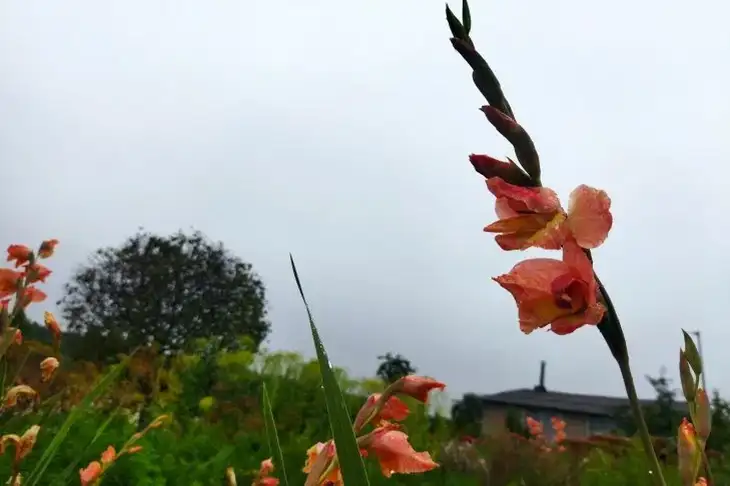 How to Grow Large and Even Gladioli: 5 Rules for Gorgeous Flowers – You Won’t Find Such Valuable Advice Anywhere Else Gladioli