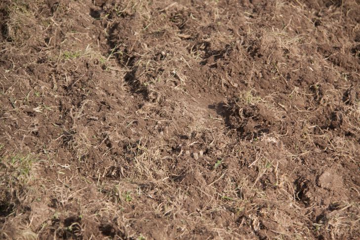 How to measure soil acidity correctly: there are special methods for determining soil
