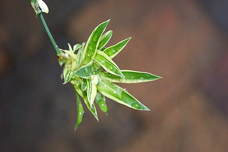 Which plant is not afraid of pests: this and other advantages of chlorophytum Chlorophytum