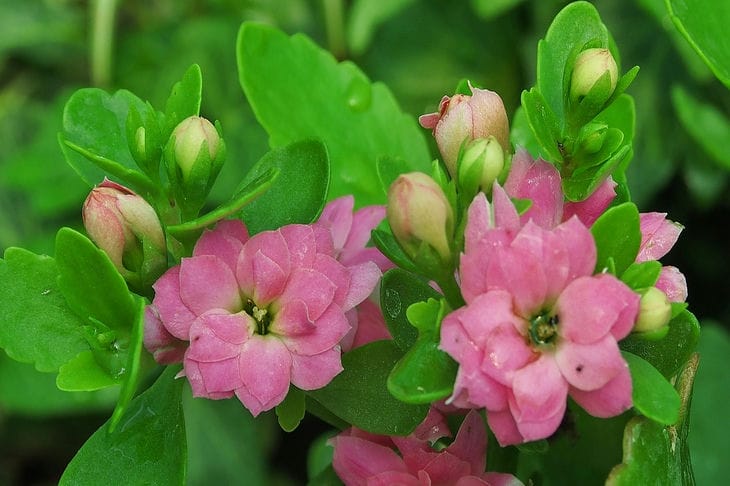 What to do with Kalanchoe to make it bloom: nothing complicated Kalanchoe