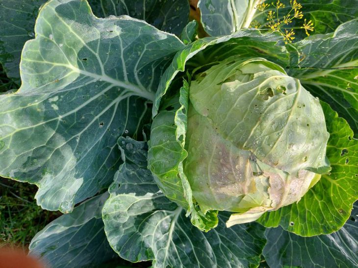 Warum lässt ein erfahrener Sommerbewohner die Wurzeln von Kohl und Tomaten im Boden? Es stellt sich heraus, dass es dafür eine vernünftige Begründung gibt Kohl