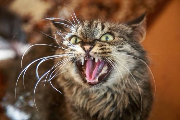 What to do if your cat hisses at guests: don't even think about petting your pet Cat