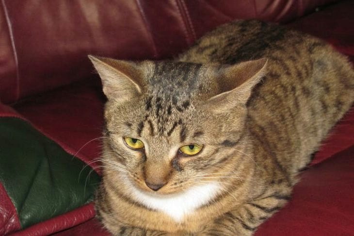 5 Tipps, damit die Katzentoilette nicht mehr stinkt: Warum probieren Sie es nicht aus? Katze