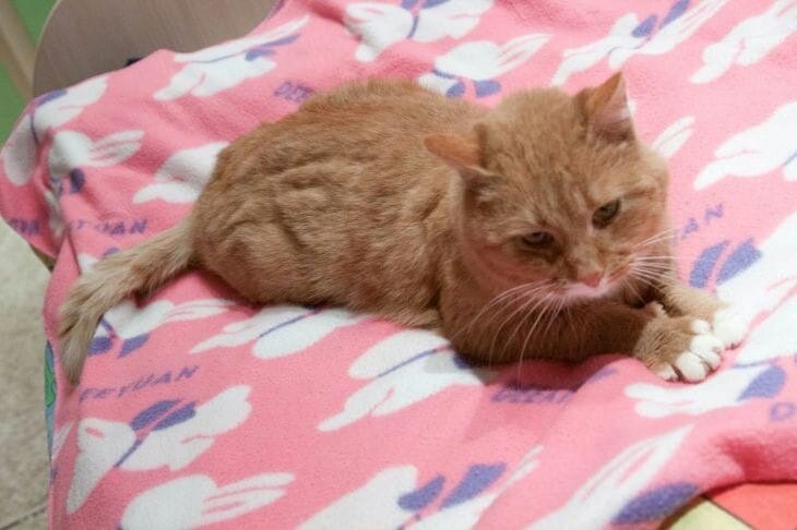 ¿Por qué le pica a su gato? Las pulgas pueden no ser la única causa Gato