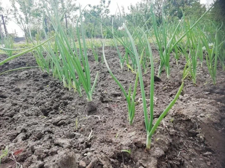 Be sure to water your carrots and onions with this unusual fertilizer: the fruits will reach phenomenal sizes, and the fly will disappear Onion