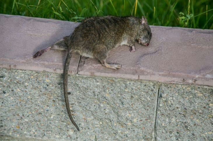 Was kann man in eine Mausefalle stecken, um Nagetiere anzulocken: Keine einzige Maus kann widerstehen Maus