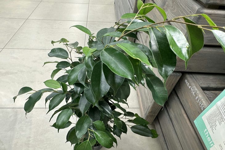 Comment semer correctement les plantes d'intérieur : recommandations de base d'un jardinier expérimenté usine