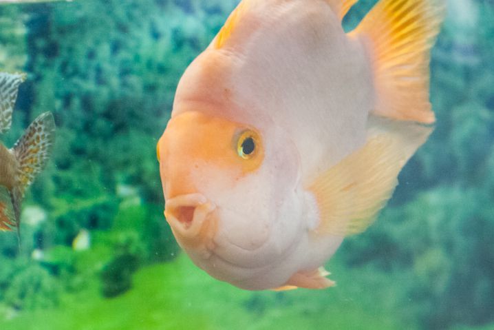 Warum sich Aquarienfische in einer Ecke zusammendrängen: Das kann stressbedingt passieren – Behalten Sie einzelne Personen im Auge Fisch