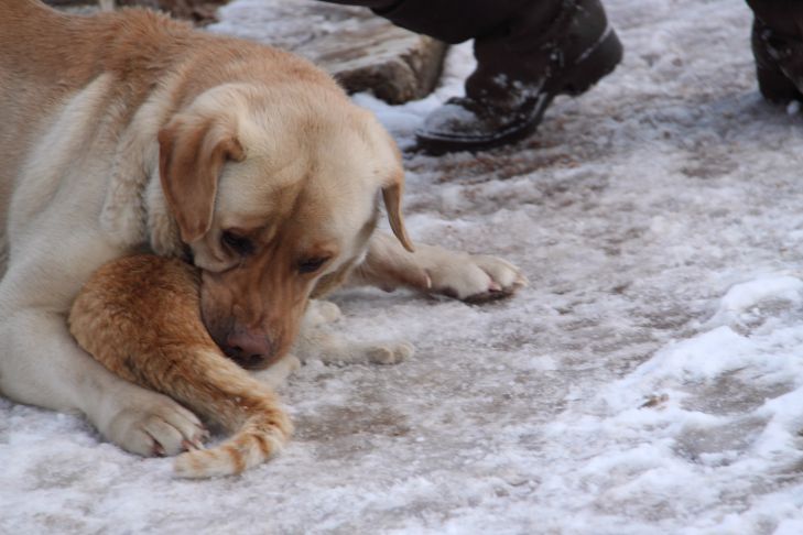 ¿Cuánto tiempo debes pasear a tu perro en invierno: tu mascota pasa frío? perro