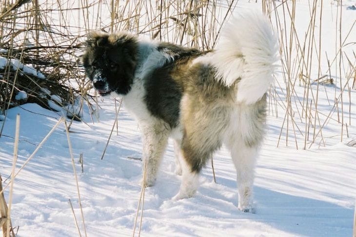 Vorteile, während der Neujahrsferien ein Hundeliebhaber zu sein: 3 Gründe, glücklich zu sein Hund