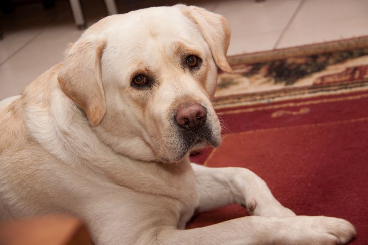 ¿Accidentalmente pisó la pata de su perro? Aquí te explicamos cómo pedirle perdón a tu mascota perro