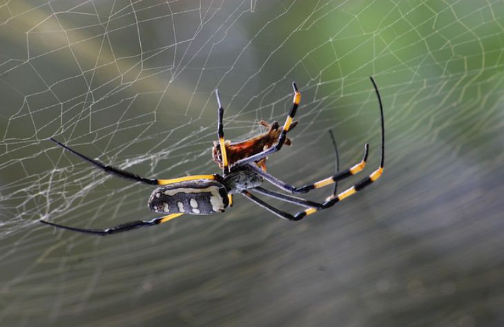 How to Make Spiders Leave Your Apartment: Just Use This Life Hack spider