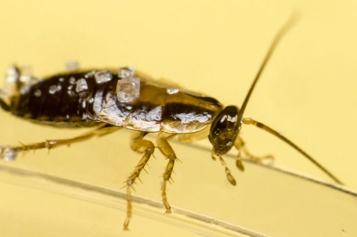 How to get rid of cockroaches in an apartment: 2 methods - for those who are completely desperate Cockroach