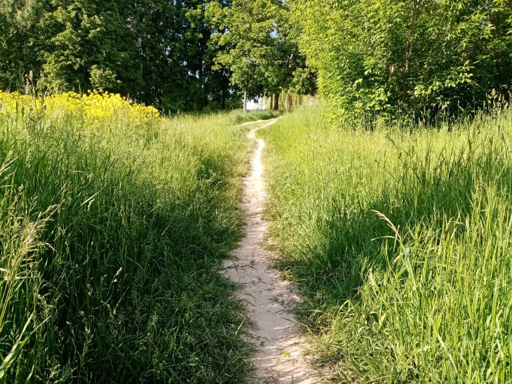 Why you shouldn't mow the grass on your plot completely: you're disrupting the garden ecosystem Grass