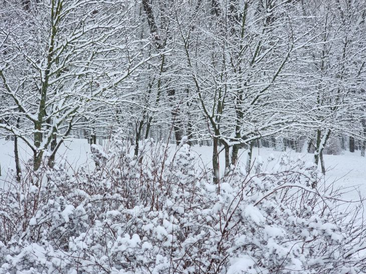 How to Save Garden Trees from Sticky Snow in the Country in Winter: Start with These 4 Steps turn off