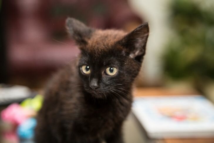 Black cat