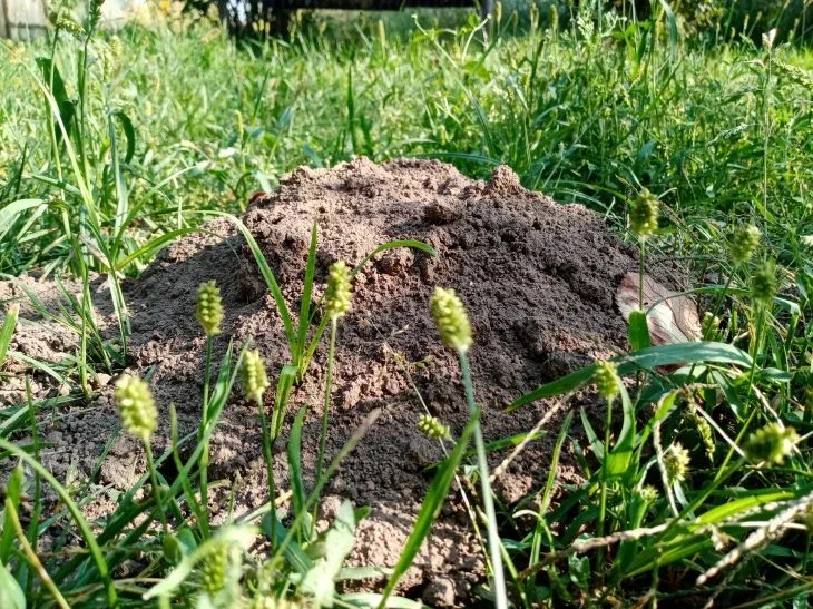 Want to get rid of moles on your property? Try this effective method Mole