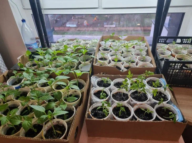 Seedling
