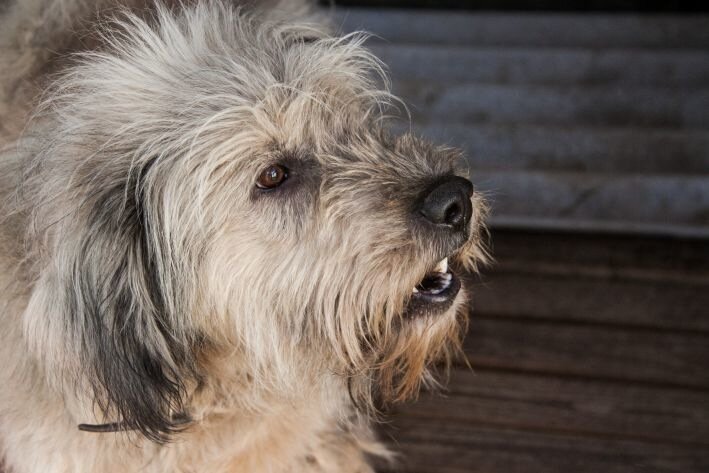 What to do if your dog doesn't listen: dog trainers give advice to owners Dog