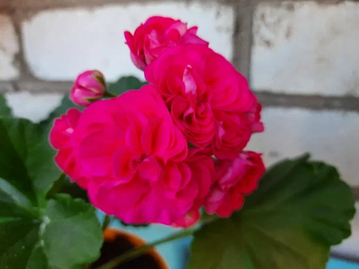 Niemand hätte gedacht: Dieses günstige Mittel lässt Pelargonien wild blühen – holen Sie sich den Erste-Hilfe-Kasten Geranie
