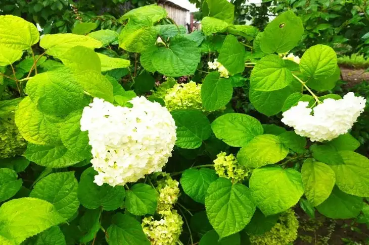Which Hydrangea Is Right for You: How to Choose the Right Species from the Variety of Existing Ones Hydrangea