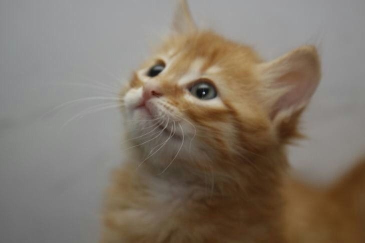 How to Prevent Cat Litter Box Odor: Tips for Those Wanting to Save on Expensive Litter Kitty