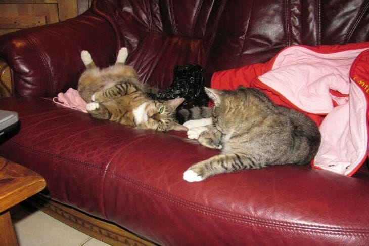 Warum Katzen gerne auf Dingen liegen: Wir verraten es Ihnen im Detail Katzen