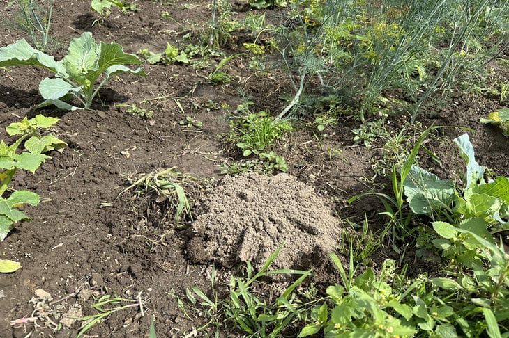 Why collect soil from mole holes: a trick from experienced gardeners nora