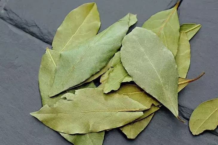 Why Housewives Put Bay Leaves on Shelves and in Books: A Life Hack That Will Surprise Bay leaf