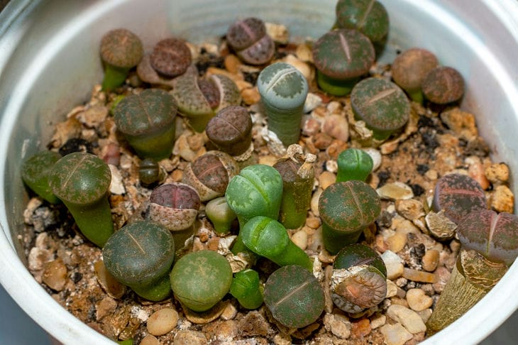 Pour les amateurs de tout ce qui est original : comment faire pousser des plantes succulentes - « pierres vivantes » Lithops