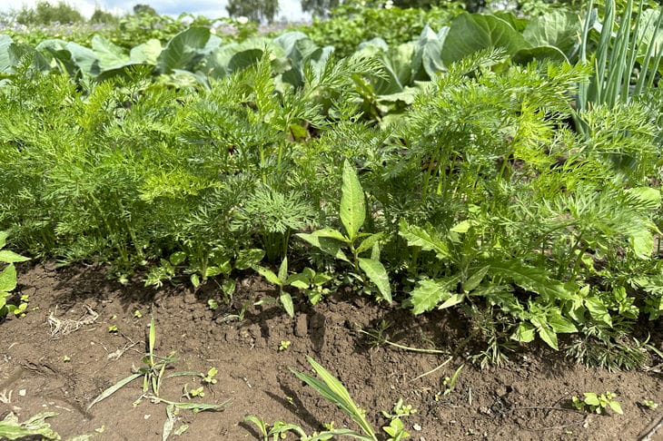 Comment planter des carottes pour doubler leur rendement : une méthode délicate pour une fructification abondante Carotte
