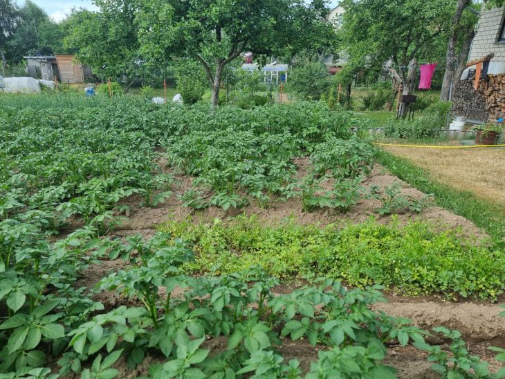 In what cases will a summer resident need succinic acid: useful tricks - simple ways to increase the harvest country house