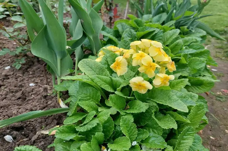 Edible Flowers That Are in Every Garden: Even Yours – You Just Don’t Know It Primrose