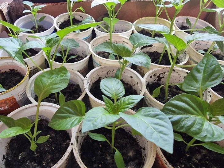 What kind of soil to choose for pepper and tomato seedlings: the best option Pepper seedlings