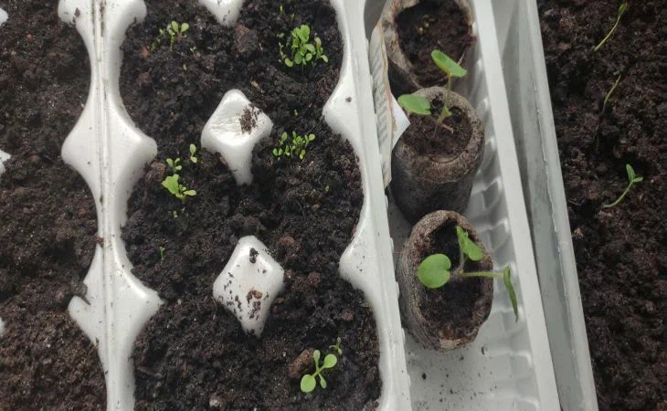 How to strengthen tender roots of seedlings: potato broth - a better remedy has not yet been invented Seedling
