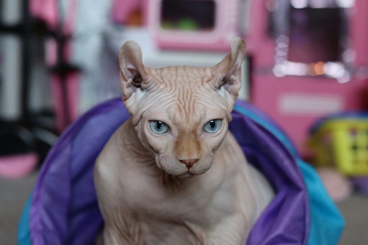 Elfos como mascotas: características del cuidado y mantenimiento de estos gatos únicos Esfinge