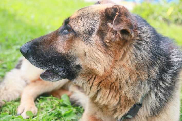 How to Walk Your Pet Properly: Decide Who Sets the Rules dog