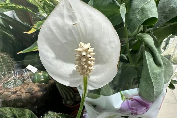 5 belles plantes d'intérieur qui fleuriront même pour un jardinier paresseux : une sélection utile Spathiphyllum