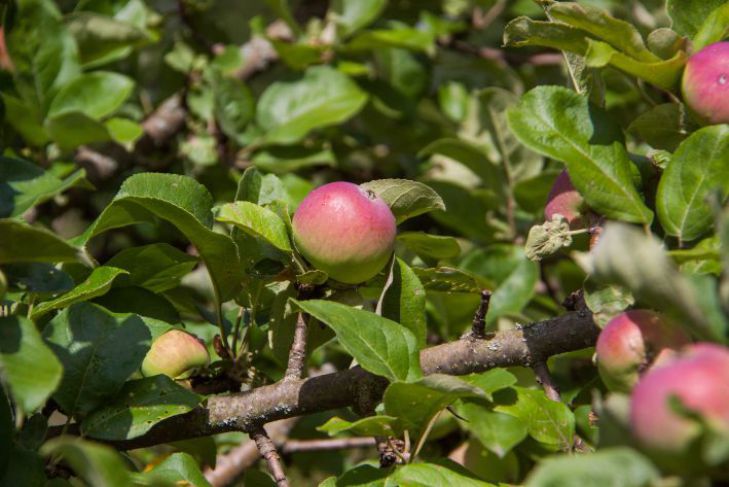 Ideal fertilizer for apple trees in spring: the harvest will be abundant and sweet apple