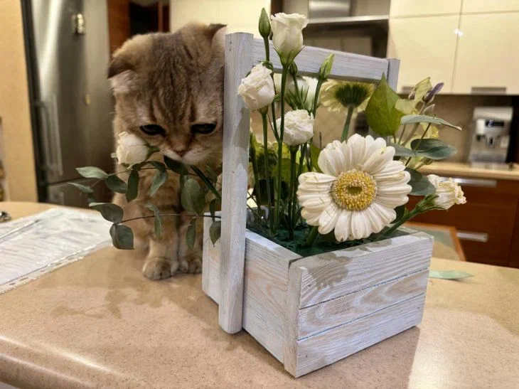Que faire si votre animal mange des plantes d'intérieur : raisons de ce comportement Chat