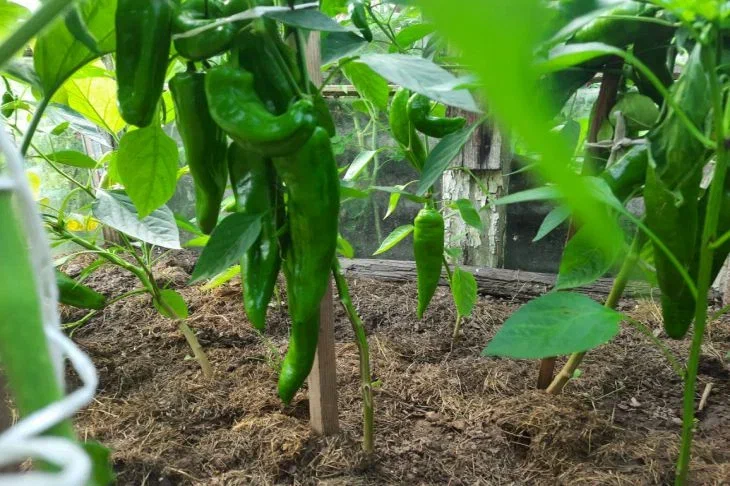 Common Mistakes When Growing Pepper Seedlings: 7 Rules That Real Gardeners Follow Peppers