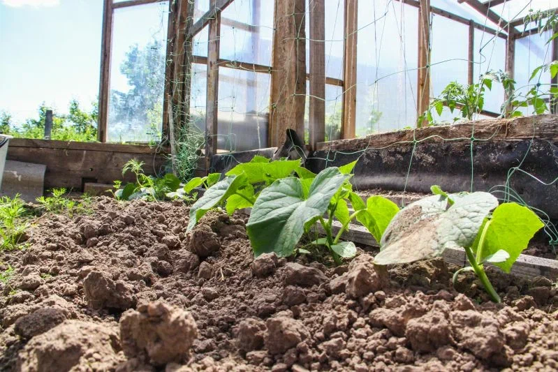 Three days in February have been named when you can forget about sowing: nothing worthwhile will come of it Seedling