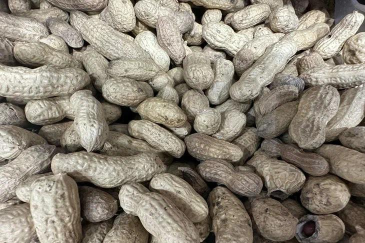 Comment faire pousser des cacahuètes sur votre propre parcelle : même un jardinier sans expérience peut le gérer Arachide