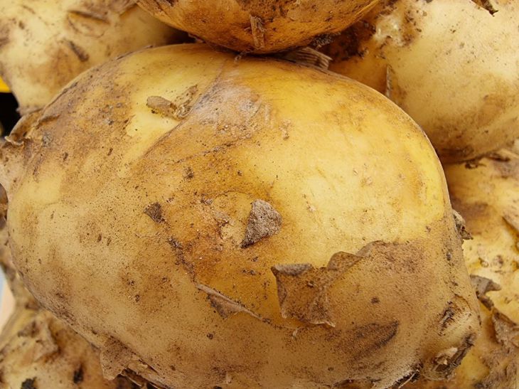 Which vegetables are considered the most harmful: the answer of scientists will surprise anyone vegetables