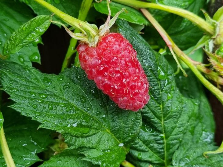 Which 3 varieties of raspberries can be called the most productive and delicious: not all summer residents know raspberry